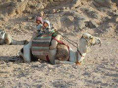 Camel Ride around Giza Pyramids